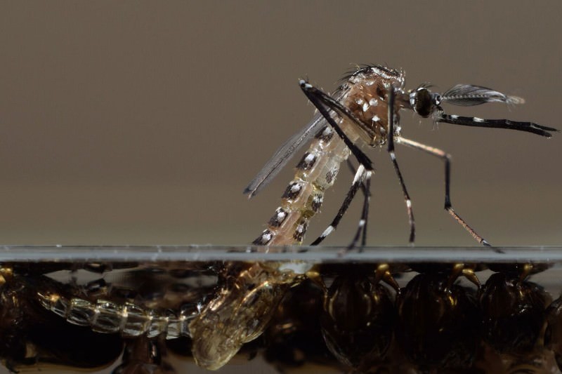 Modified mosquitoes begin blitz on dengue in Brazilian city - New Scientist